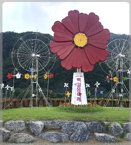 평창 백일홍 축제_2