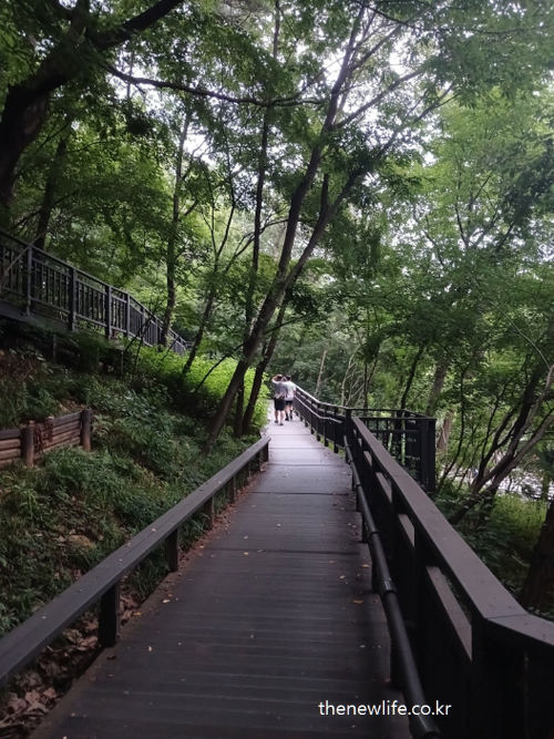 Walking through a peaceful forest deck path &ndash; shows the stress-relieving effect of walking. / 숲속 데크 산책길을 걷는 모습 &ndash; 산책의 스트레스 완화 효과를 시각적으로 보여주는 장면"