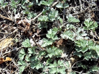 봄 쑥 관련 사진