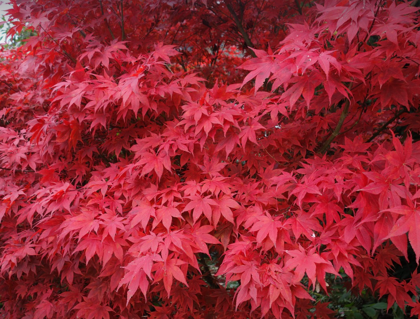 단풍나무의 모습