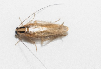 바퀴벌레 없애는 방법