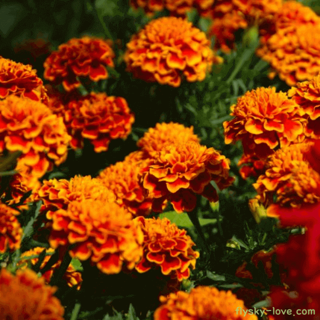 눈에 좋은 메리골드