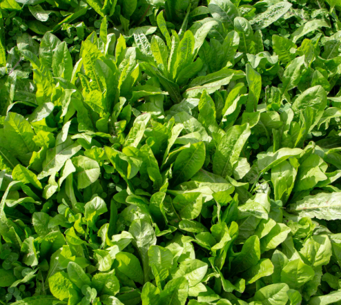 치커리 효능 부작용 먹는법 한눈에 정리