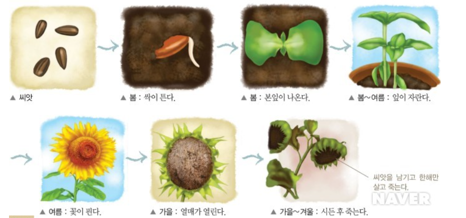 해바라기 한살이