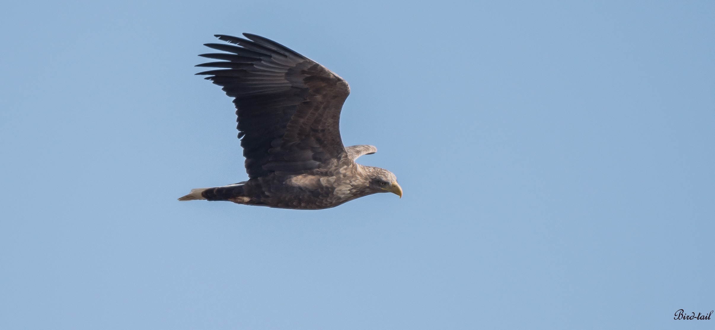 흰꼬리수리, 한반도의 대형 맹금류가 사라지고 있다|멸종위기 야생동물 1급