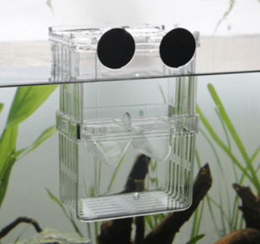 구피 치어 부화통&amp;#44; 합사 시기는?