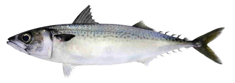 가을-제철-음식-고등어