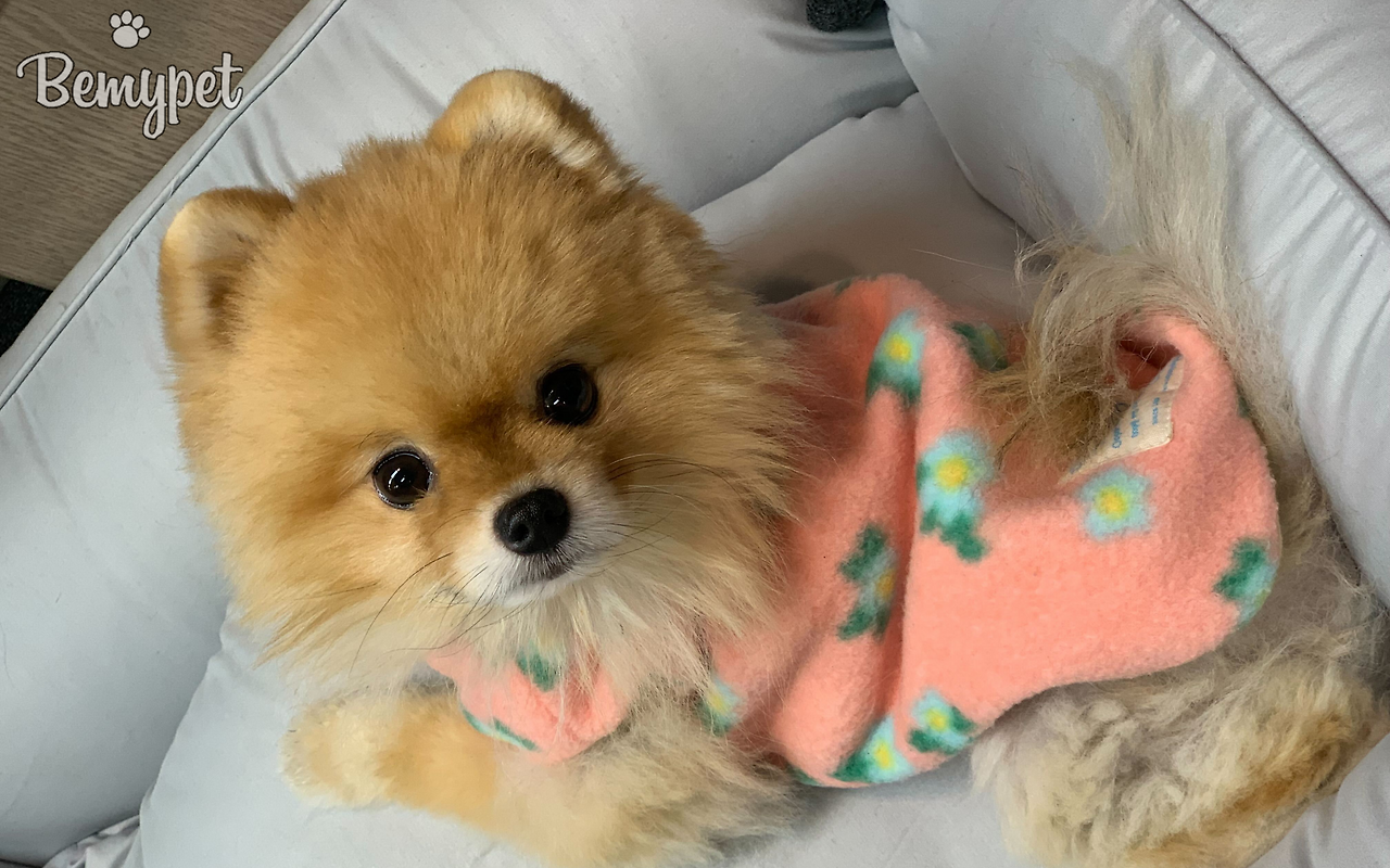 계절별 옷을 입은 강아지 모