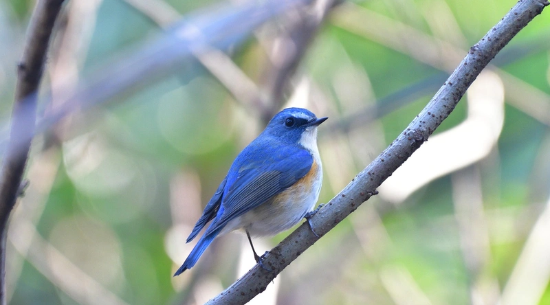 동적 전선의 정의