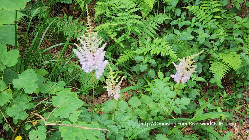 노루오줌꽃,낙신부(落新婦)