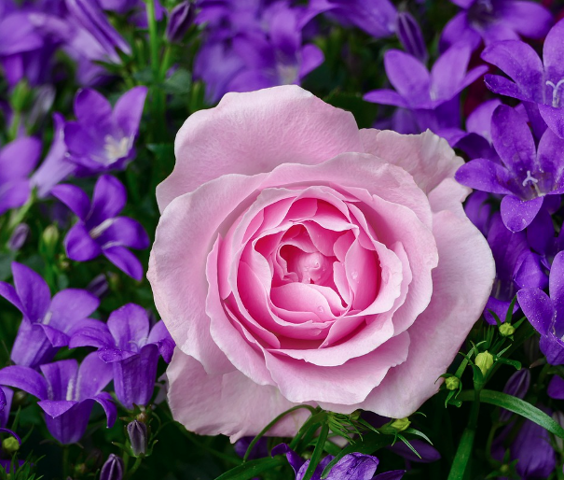 2025 중랑 서울장미축제