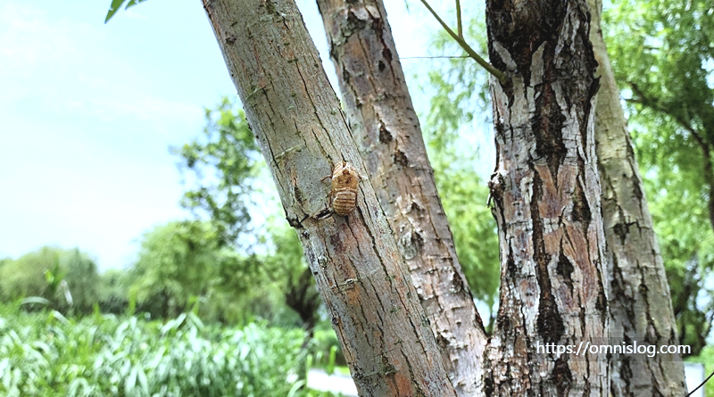나무에 붙은 매미 허물