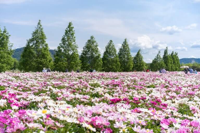 5월 합천 핫들생태공원 작약 명소 사진
