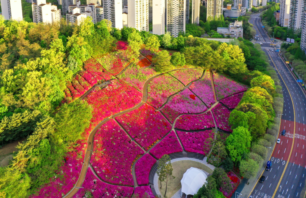 군포 철쭉동산 철쭉1