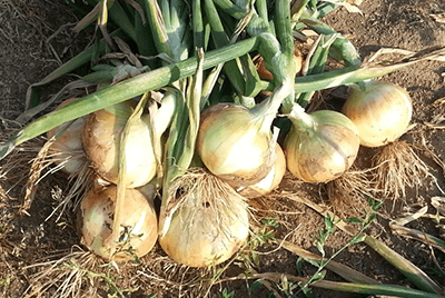 구우면좋은음식07