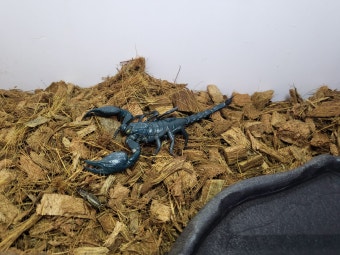 반려 전갈, 위험할까? 실제 사례로 알아보는 사육 안전성