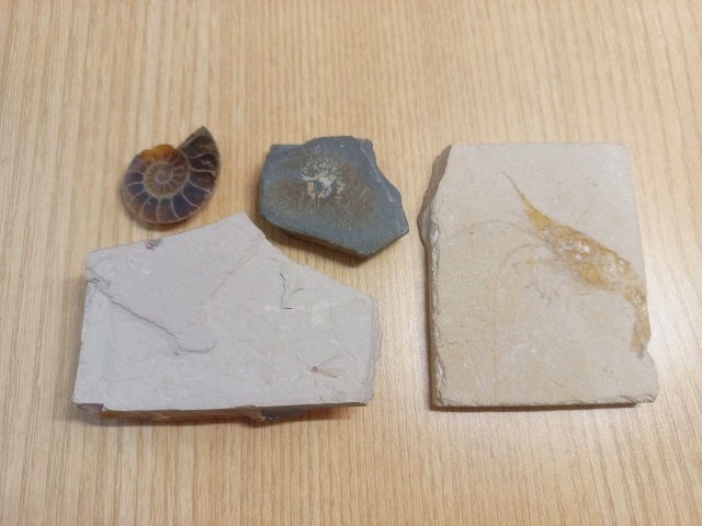 [관찰 학습] 고생대 중생대 화석 수집 (암모나이트 삼엽충 모기 새우)