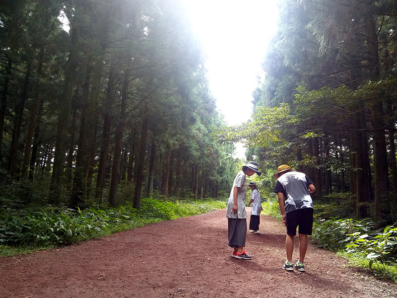 제주 사려니숲길