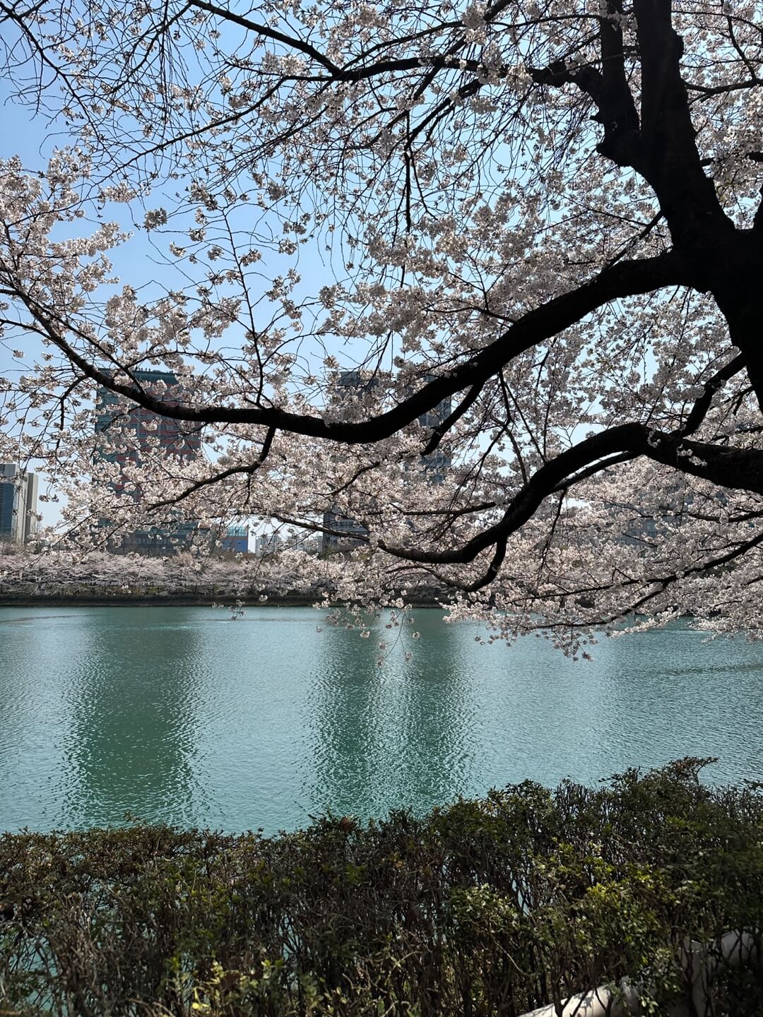 석촌호수 벚꽃 실시간