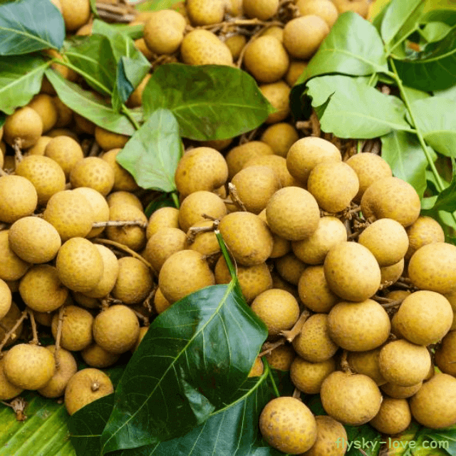 열대 과일 용안