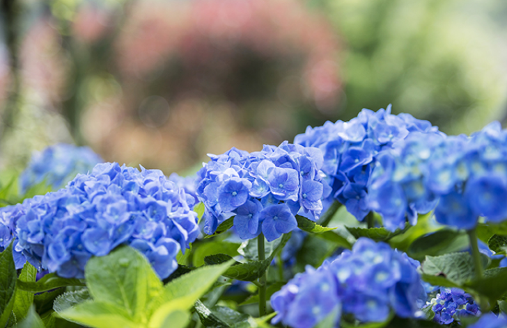 2025 도초도 수국축제 일정