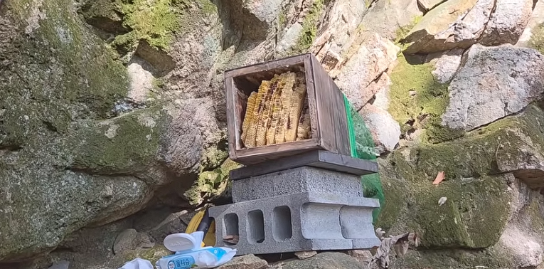 오지의 기적, 2년 만에 되찾은 토종벌의 고향 방문기