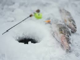 평창 송어 축제 2025 기간&amp;#44; 입장료&amp;#44; 텐트 낚시 예약에서 잡은 물고기가 추워서 얼어있는 모습 