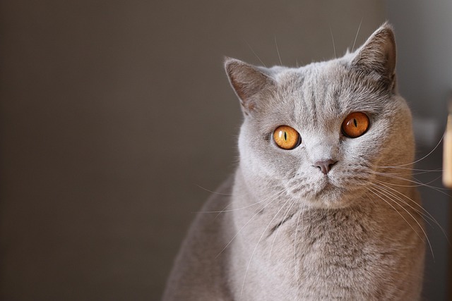 고양이 꿈 해몽 풀이(검은 고양이, 새끼고양이, 죽은 고양이 꿈 해몽, 무료꿈해몽풀이)