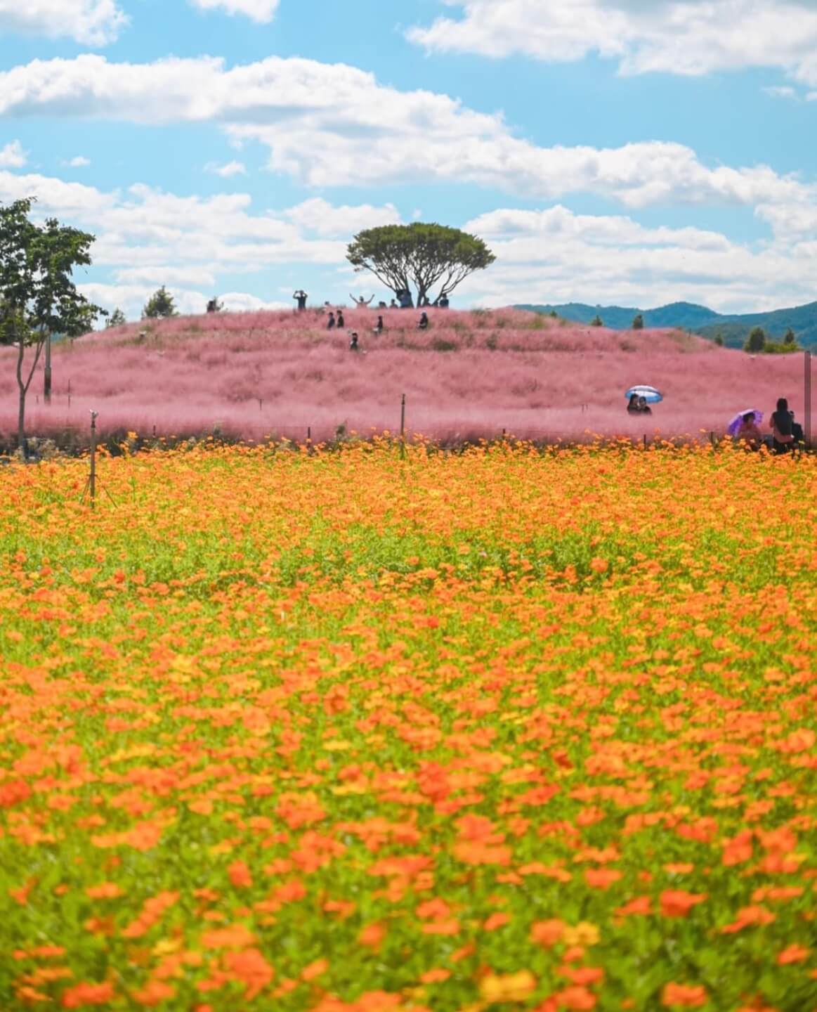 합천 핑크뮬리 축제