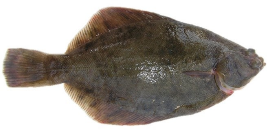 가자미의 생태&middot;분류&middot;형태적 특징, 영양 성분과 건강 효능 관련 사진