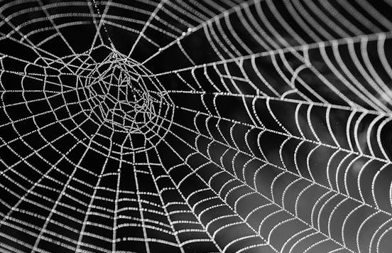 거미와 인간의 관계를 다룬 영화와 문학 작품 소개