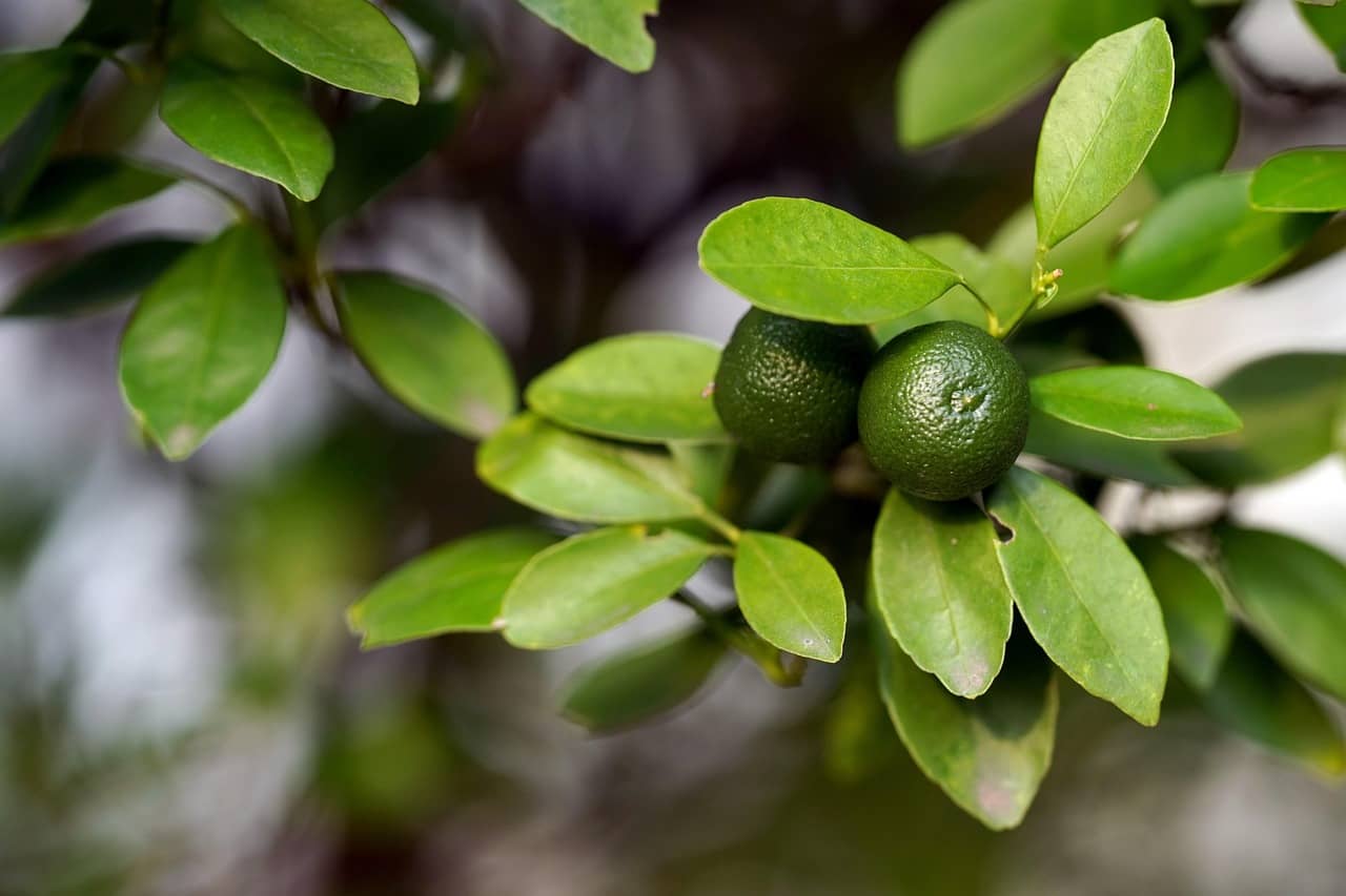 깔라만시(Calamansi)의 효과
