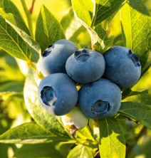 치매에 좋은 음식 영양제 식단