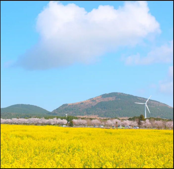 24년-유채꽃-개화시기-유채꽃명소-안내