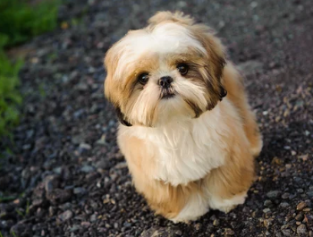 시츄/출처:어도비스톡