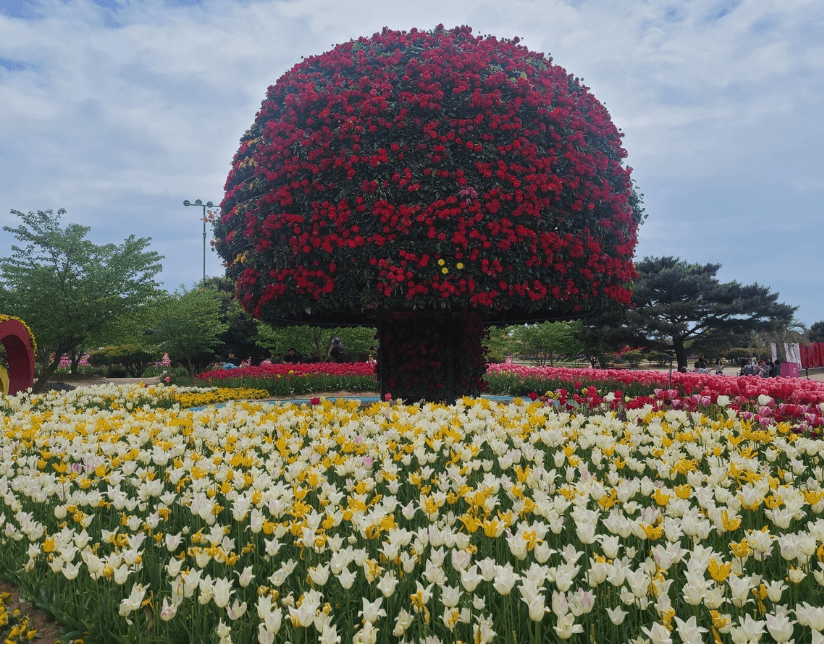 태안 튤립축제 기간 입장료 가는길
