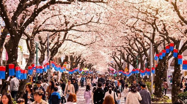 제주 삼도1동 전농로 왕벚꽃이 만개한 전농로 벚꽃축제장 모습