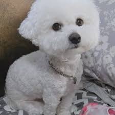 출처 구글 비숑프리제 강아지 사진