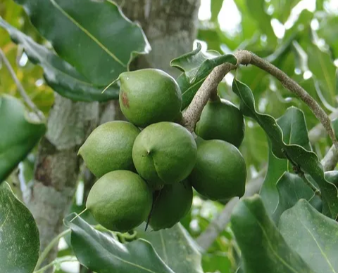 마카다미아-열매