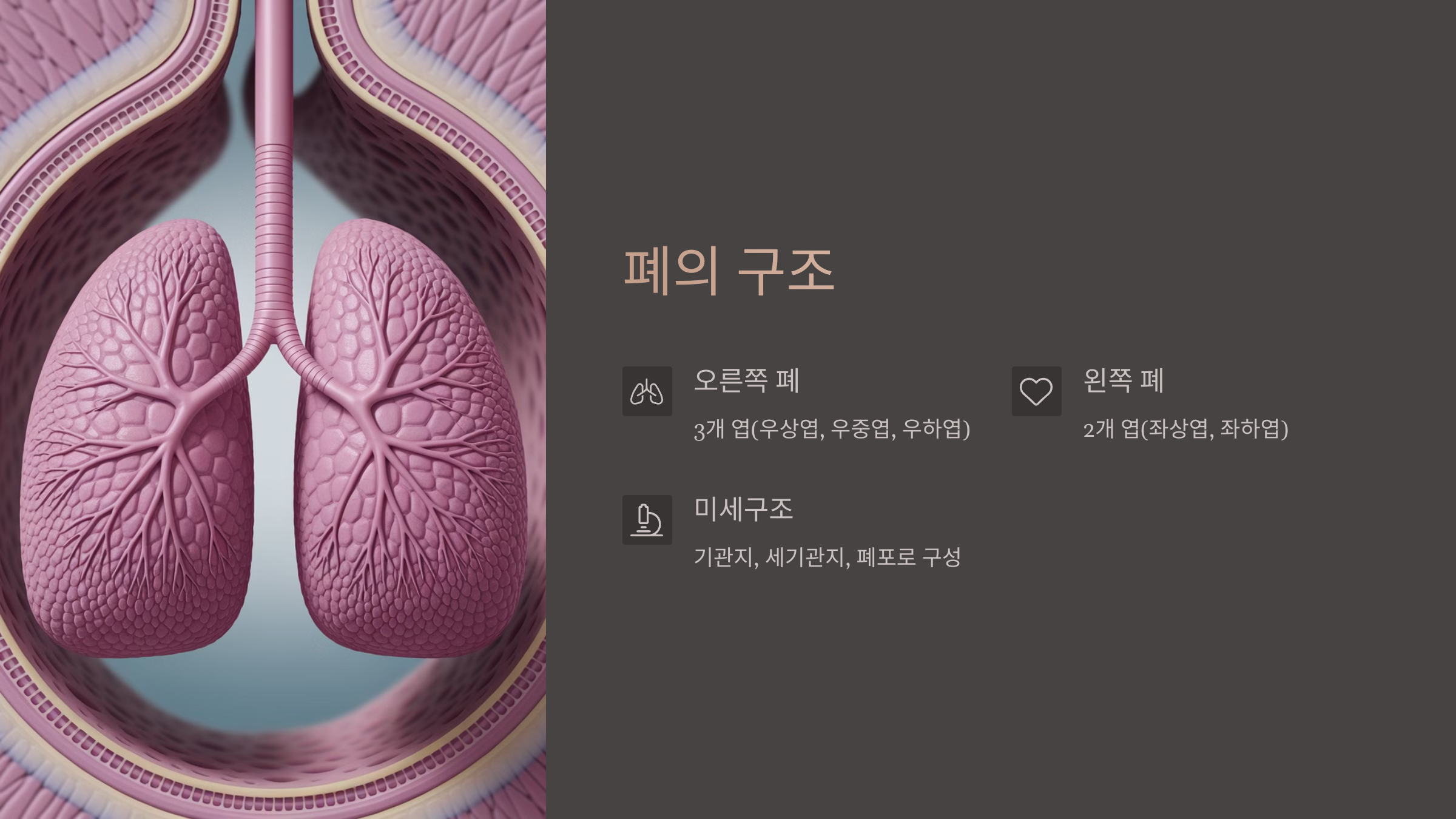 폐의 구조
