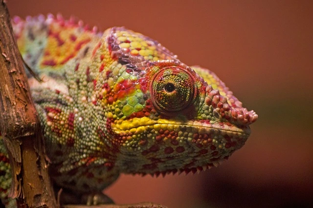 카멜레온_(chameleon)