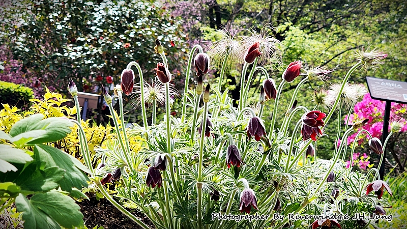 할미꽃, 백두옹(白頭翁) Pulsatilla Koreana