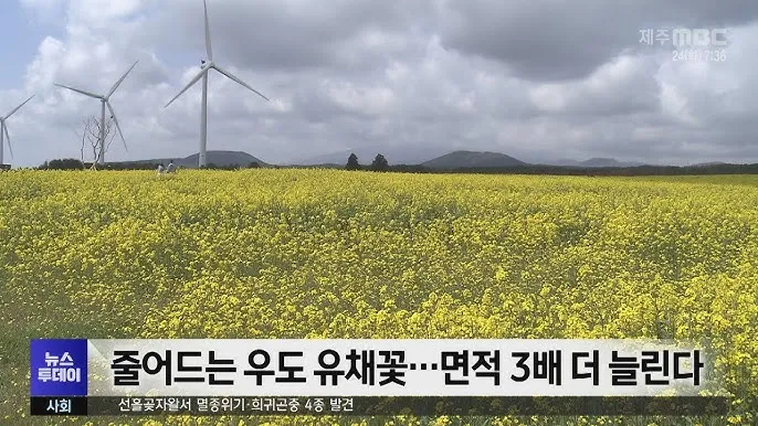 유채 재배 가을 파종 겨울 보온 봄 개화_5