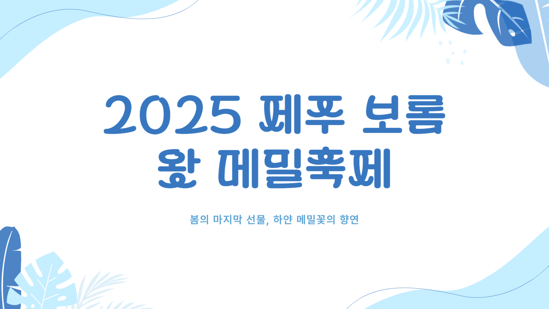 제주 보롬왓 메밀축제