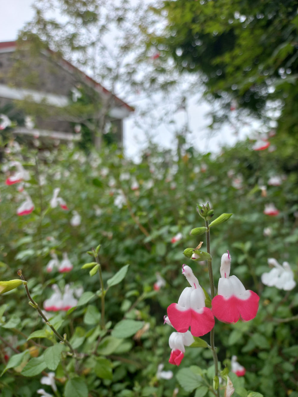 체리세이지