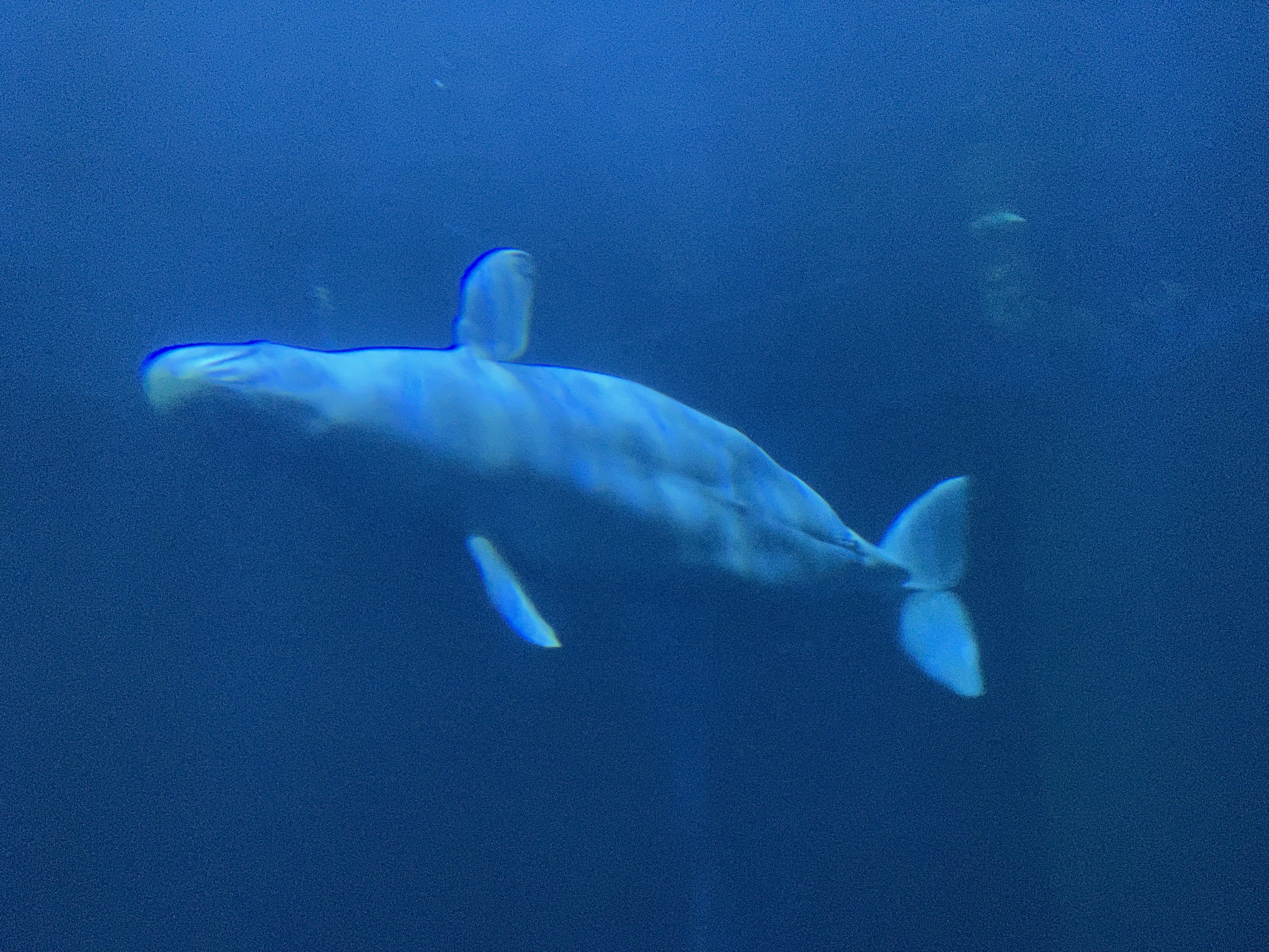 여수 아쿠아플라넷