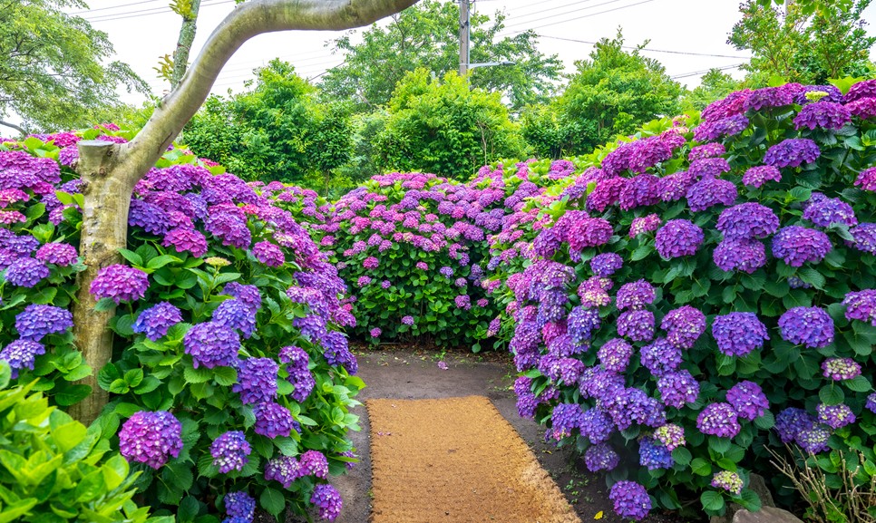 제주 마노르블랑 수국축제