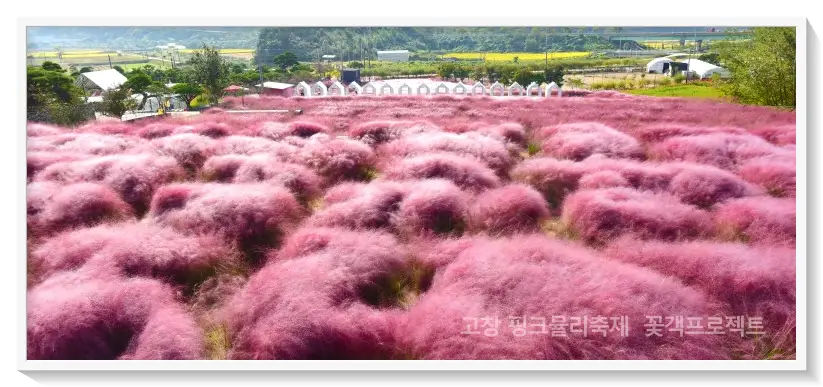 고창핑크뮬리축제