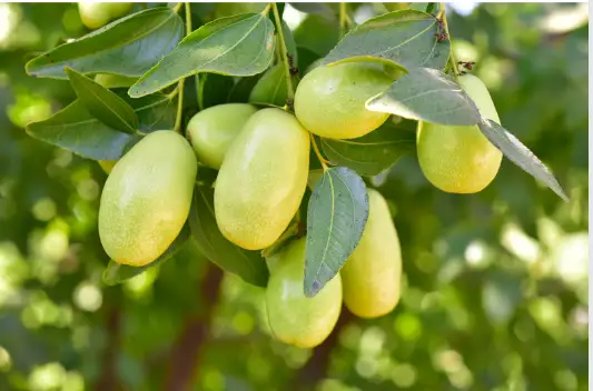 대추 효능과 영양성분 먹는 방법 부작용