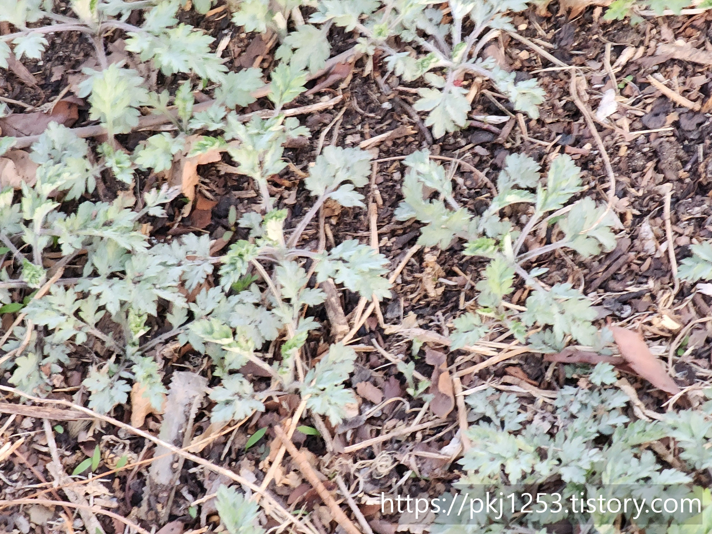 Alt 속성 문제 해결 설명 이미지